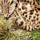 Illustration for article titled BREAKING CUTENESS NEWS: Baby Margay is Cute